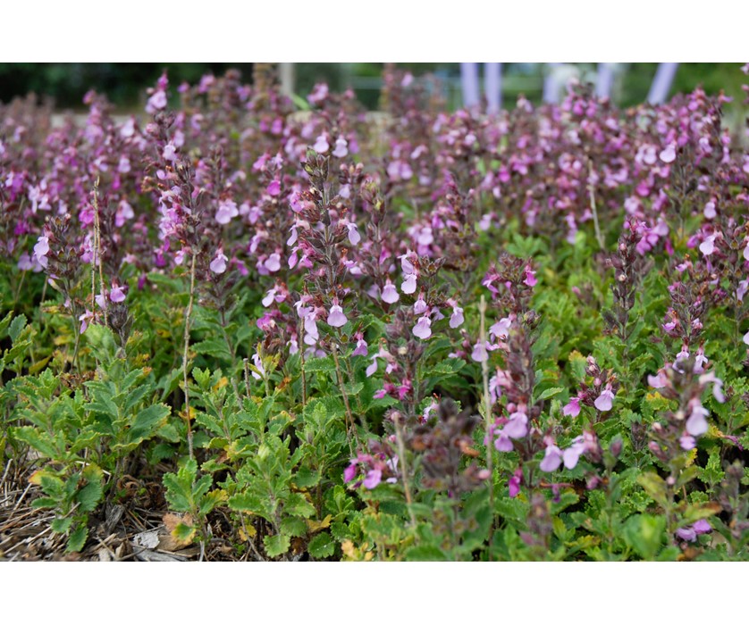 Canada Germander